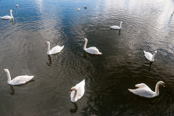 A group of swans swimming in the lake