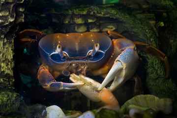 Cardisoma armatum. Радужный краб. Краб ест креветку. Краб очень красивый, синий с красным. Живет в аквариуме. Пресноводный