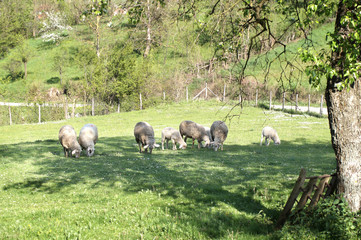  Flock of sheep grazing