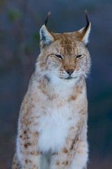 Lynx portrait