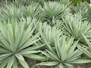 Obraz premium Spike leaf, A desert cactus