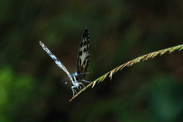 Butterfly with wing black-white on grass leaves  (Common butterf