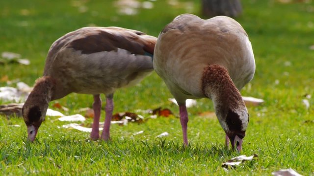 gansos ocas egipcias comiendo en el c&eacute;sped, oto&ntilde;o