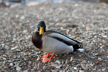 closeup of duck on stone bank of the river