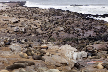 Fototapeta na wymiar Brown fur seal colonies in the foreground young cros Cape, Namibia