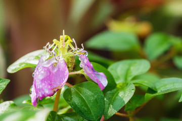  Dew drops on flower Dissotis rotundifolia