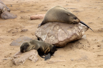 Brown fur seal colonies in the foreground young cros Cape, Namibia