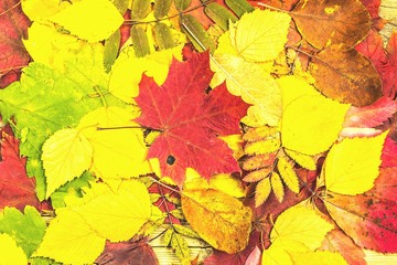 Colorful autumn