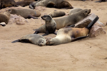 Brown fur seal colonies in the foreground young cros Cape, Namibia