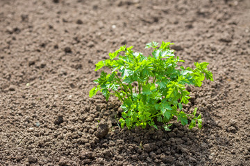 Parsley plant