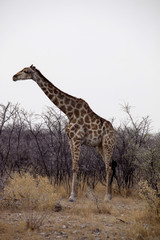 Giraffe, Giraffa camelopardalis,in the bush  Namibia