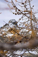 Autumn larch branches details with mountain on background