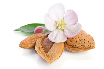 Fototapeta na wymiar Paradise flower with almond nuts isolated on white background