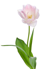Naklejka premium beautiful light-pink tullip on white background