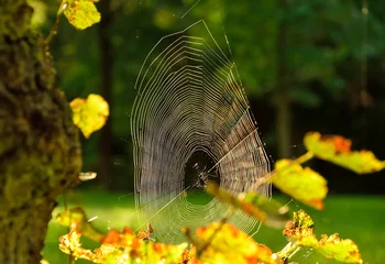Foto auf Leinwand Altweibersommer-Spinnennetz © stadelpeter