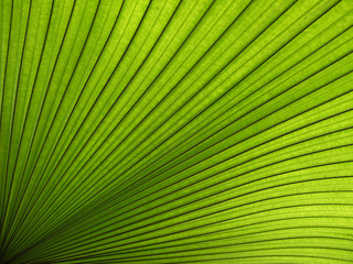 Obraz premium Texture of Green palm Leaf background