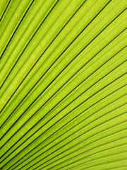 Obraz premium Texture of Green palm Leaf background