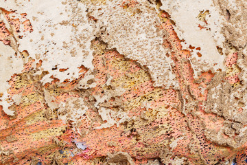 Paper eaten by termite