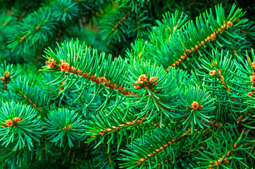 beautiful fir branches