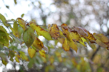 automne