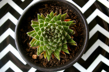 Succulent plant in pot with chevron background