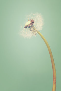 A dandelion with half of his seeds left on trendy green backgrou