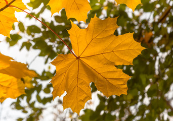 autumn yellow maple leaves