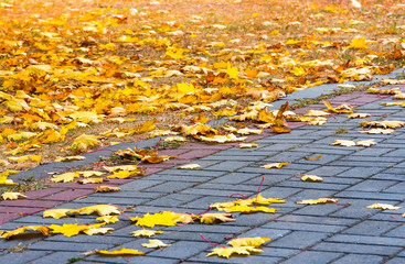 autumn yellow maple leaves
