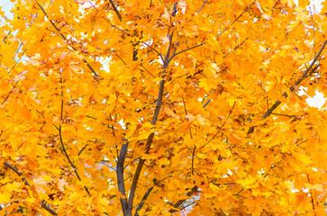 autumn yellow maple leaves