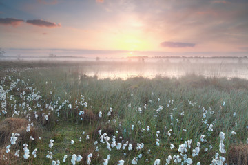 gold misty sunrise over swamp with cotton-grass