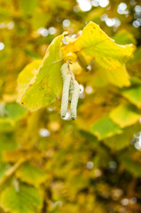 feuilles de tilleuls et chatons d'automne en gros plan