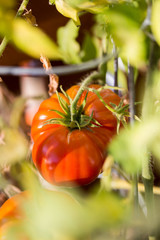 Tomate, Ochsenherz, eigener Garten