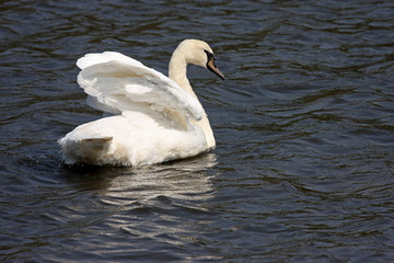 Swan