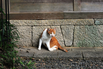Astraycat-7