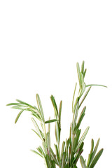 Rosemary isolated on a white background