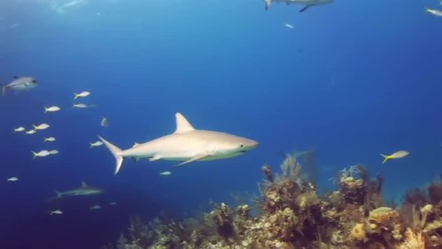 Show - feeding of sharks. Bahamas. Divers in pack of sharks whom feed in the face of the amazed people.  Underwater world of the Bahamas. Passing over a coral reef. Silvery fishes round a reef.
