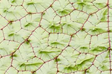 Lotus leaf texture background