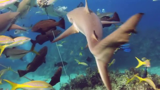 Show - feeding of sharks. Bahamas. Divers in pack of sharks whom feed in the face of the amazed people.  Underwater world of the Bahamas. Passing over a coral reef. Silvery fishes round a reef.