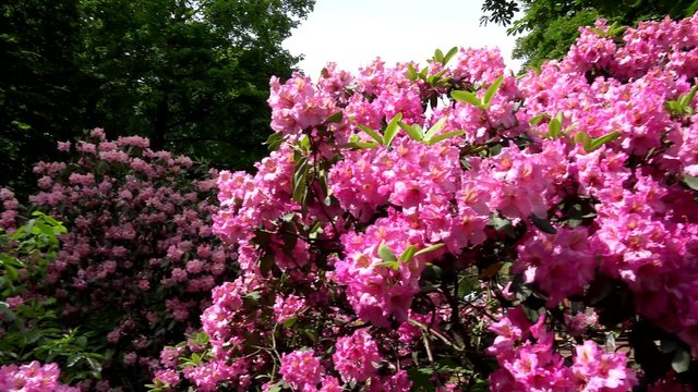 blooming pink flower - park