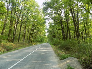 Fototapeta na wymiar Asphalt road in deciduous forest