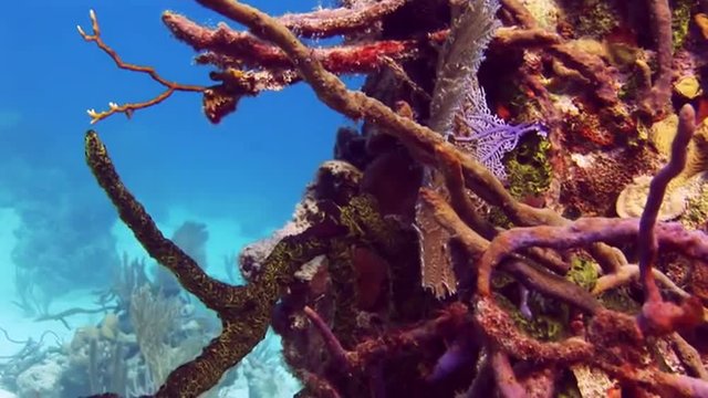 Underwater Bahamas. Blue fish. Underwater world of the Bahamas. Passing over a coral reef. Fan corals. Beautiful place and colors. Bahamas. School of fishes. Silvery fishes round a reef.