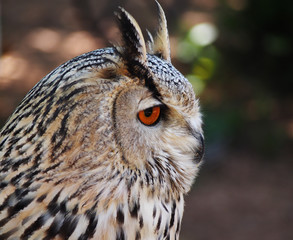 Portrait of royal owl with orange eyes