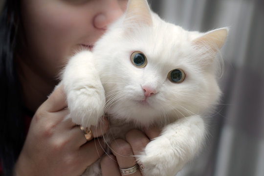 кошачий взгляд