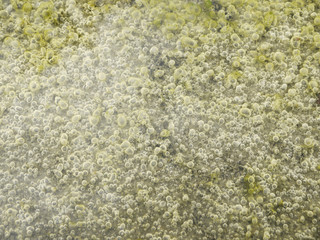natural background of a abstract organic slimy substance with algae and small bubbles