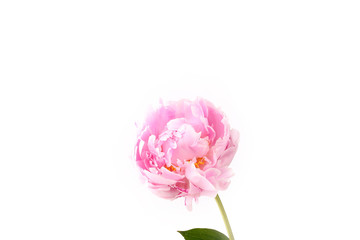 Peony isolated on a white background light pink