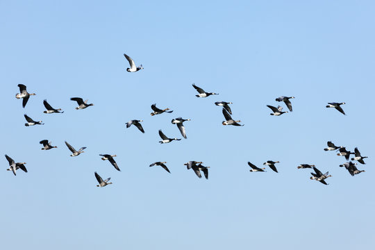 Flock of wild Barnacle and Greylag Geese flying