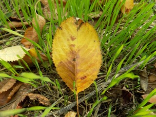 Yellow leaf on meadow in autumn