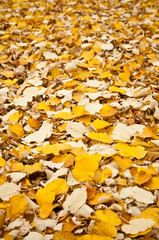 tapis de feuilles de tilleul en automne 