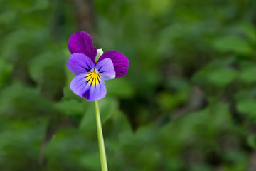 Violet flower in purple magenta and yellow on green blurry background