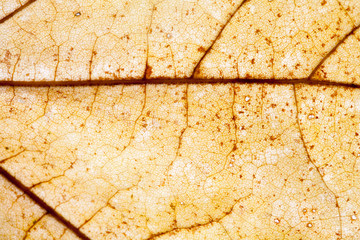 Colorful dry maple leaf closeup